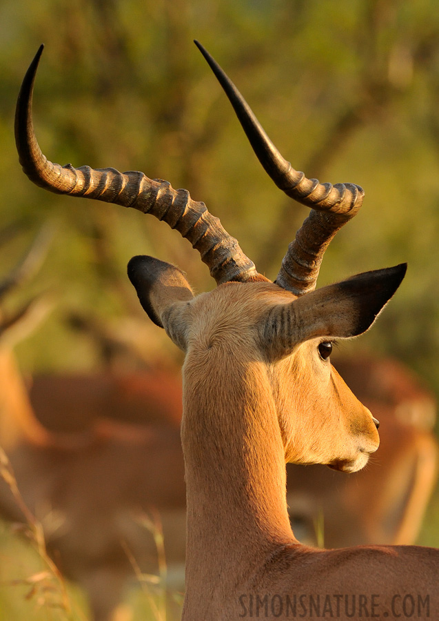 Aepyceros melampus [320 mm, 1/500 Sek. bei f / 8.0, ISO 1600]